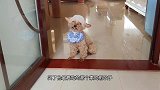 吃喝玩乐，小泰迪纠结半天后选择吃喝还是选择玩乐