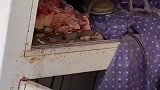 母鸡吃小鸡，小鸡仔刚孵化出来就直接被吞了