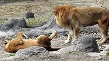 无忧无虑的狮子夫妇，雄狮拒绝了母狮的请求？