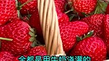 北京发现摘牛奶草莓的好地方，真的太好吃了