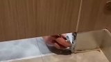 洗手间突然冒出了一只手，原来是师傅在维修墙角啊！