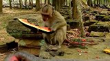 猴妈背着小猴离开，美猴跟随猴妈，美猴企图抢走小猴！