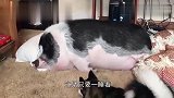 这年头,不仅人遛猫,甚至连猪都开始遛猫了