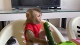 两只小猴子比赛吃黄瓜，我的天啊！这样太萌了吧