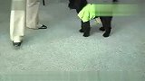 生活-如何训练小狗听口令趴下