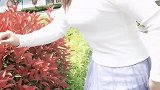 你喜欢什么蛋？鸡蛋鸭蛋鹌鹑蛋