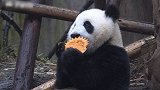 “南瓜狂欢”再现熊猫基地 饲养员新奇创意让滚滚们这样万圣节