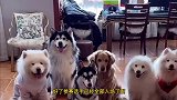 测试一下雪橇三傻的智商，把肉绑在头顶，看谁能够吃到！