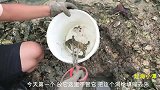 退潮赶海抓螃蟹了，这样的螃蟹一个就好了，其他的都给放生了