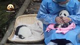 可爱至极的熊猫宝宝坐在奶妈怀里量体温，超萌小奶音融化你的心