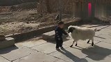 从小和宝宝一起长大的小羊，聪明的很知道只能输，这样更安全！