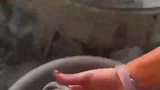 随便抓一个都能做嫁妆，用水冲干净后，成品也太漂亮了！