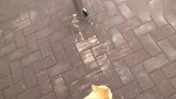 大学城里的橘猫，自来熟技能一百分，难怪长得圆滚滚