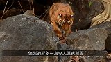 在我国只有3只！轻松杀死老虎的“彪”，现实中什么样子