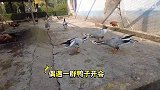 鸭子在开会，像不像村头大爷大妈在交换情报