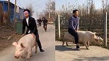 出场自带光环！21岁小伙骑猪走红 狂吸300多万粉丝