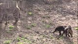 鬣狗妈妈捕获黄鼠狼，带回窝给孩子们玩耍