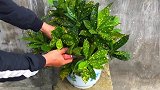 花叶青木繁殖方法，摘片叶子插土里，1个月后长出新根