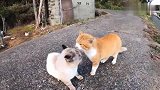 橘猫：这是猫在谈情说爱，并非吵架，新的生命即将诞生