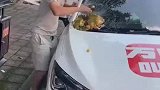 路边栽种的菠萝蜜砸到车上，小伙第一反应先拿起尝一个
