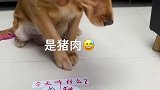 猪：这狗是真的狗