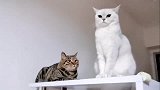 花猫回家晚了   小白猫生气了   太可爱了吧