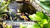水沟改造成鱼池，真是艺高人胆大，“水沟鱼池”养锦鲤，水质不错