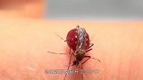 牧民给狗戴上“防狼项圈”，让狼无处下口，狼：这就不要脸了啊！