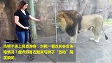 女子伸手与狮子互动，眼神交流那一刻，才是作死的开始！