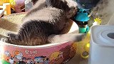 菠小萝的尾巴是用来踩节奏的