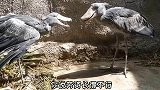 四川话搞笑配音：我对你一见钟情，你却说我长得不行