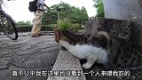 有人在喂鸽子，流浪猫只能靠自己动手抓鸽子吃