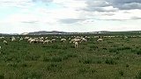 天然牧场，牛羊成群。