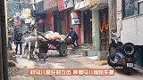 巨蜥被四条狗包围，场面很激烈，到底谁会更胜一筹呢