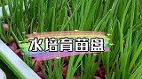 我家的蒜苗豆芽从不花钱买