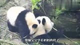熊猫宝宝学吃竹子，妈妈以为是来抢食的，下一秒忍住别笑
