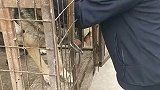 狗狗是被他吓的，在拼命挣扎想逃脱