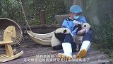 鸟儿偷啄熊猫毛，当场被抓，大熊猫开始上演“辣手摧鸟”