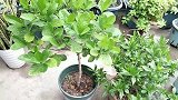 秋季给栀子花加点“营养餐”，少黄叶落叶，长势旺，有花赏