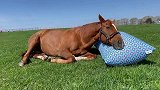 一匹可爱的退役赛马在北海道的牧场里用枕头享受午睡，晴朗的天空
