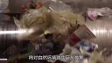 1平米就有190万个，海洋系统面临崩溃，要禁止它吗？