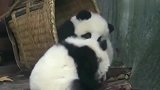 熊猫宝宝：你来晚了，本筐满员禁止入内了！