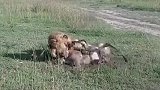 雄狮杀母狮 这雄狮叫黑岩男
