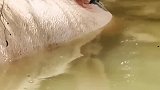 猪想逃跑反被抓，这猪力气是真大呀！
