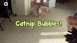 喵星人碰上了猫薄荷泡泡