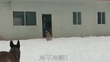 金毛和马犬雪地里玩的正嗨时，爸爸看见了：这衣服穿上，不冷了吧