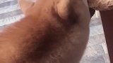 狗子：把桌子拆了，旧的不去，新的不来！
