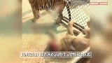 动物园一狮子被老虎撕咬头部出血，园方回应：它们在玩闹