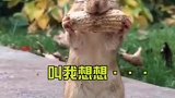 这小松鼠多少有点包袱