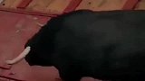 公牛从车上一跃而下，下一秒牛算不如天算